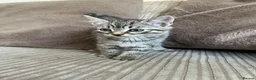 Mixed Breed cats for sale: Adorable Kittens for Sale - Advert 3