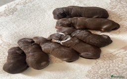 Bordoodle dogs for sale: OUTSTANDING *TRI COLOUR* MINIATURE BORDOODLES - Image 11