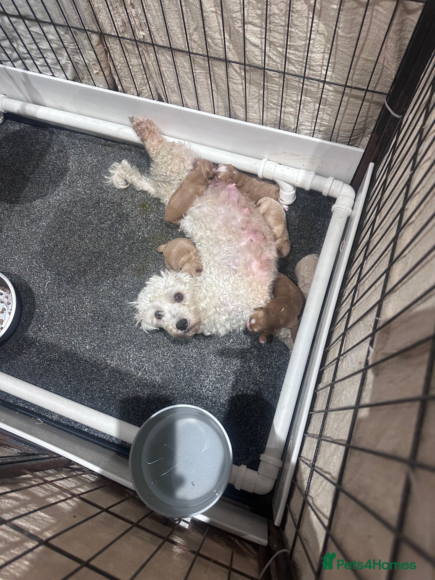 Maltipoo dogs LAST TWO AVAILABLE - Stunning Maltipoo babies  - Advert 1