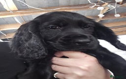 Cocker Spaniel dogs for sale: Cocker spaniel pups - Image 12