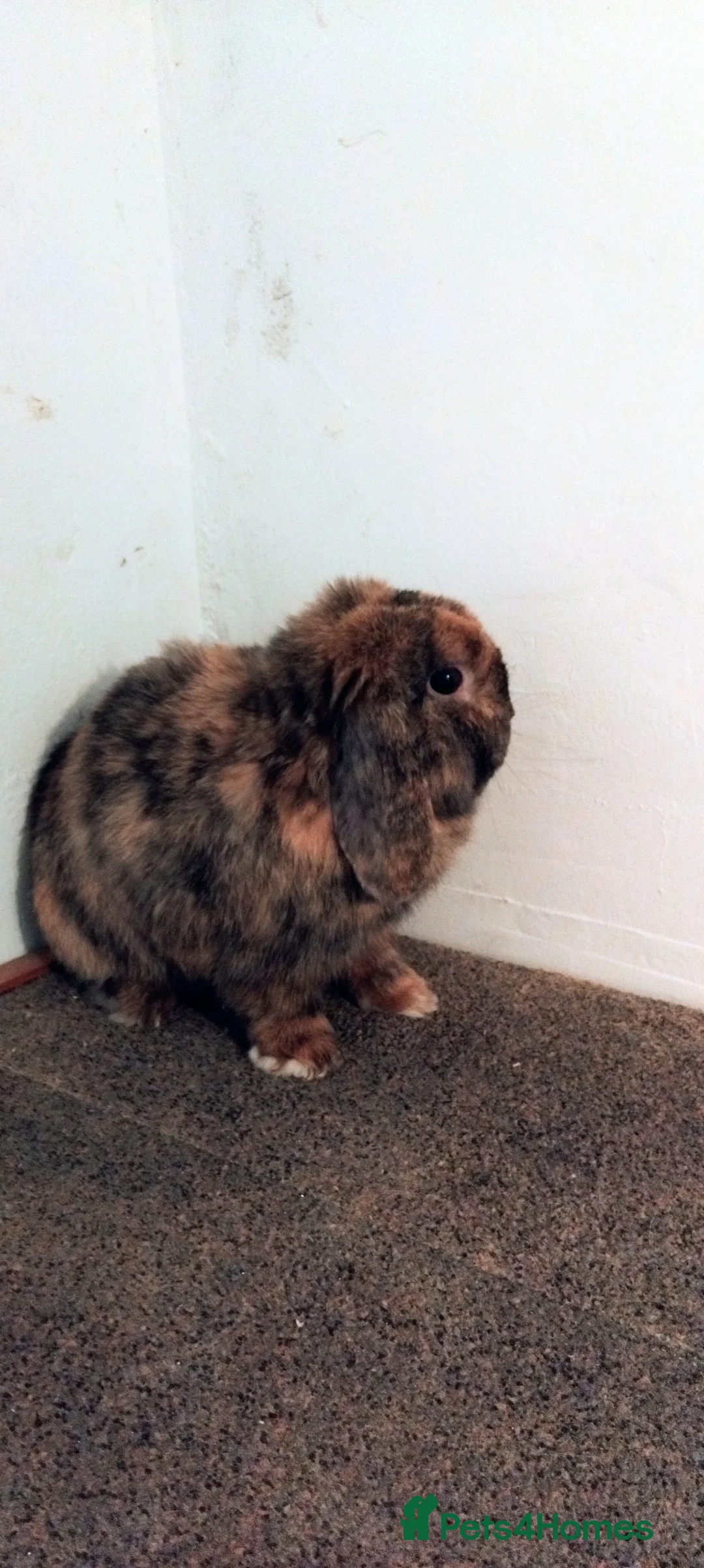 Mini Lop rabbits for sale: 1x beautiful male mini lop - Advert 2