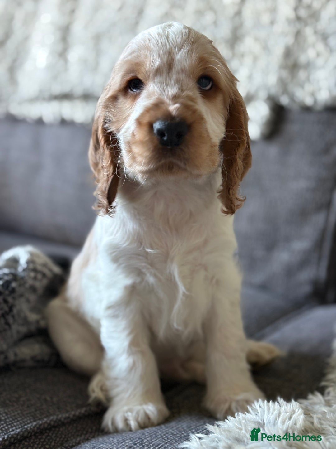 Cocker Spaniel dogs for sale: 2 orange roan cocker spaniels  - Advert 13