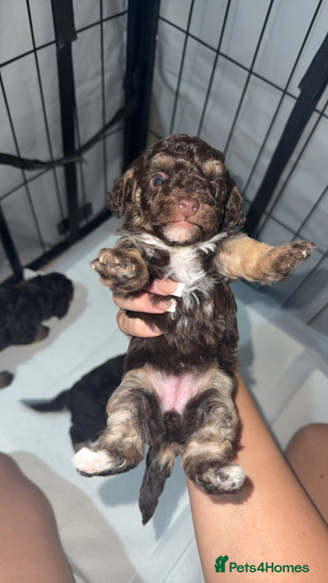 Toy Poodle dogs for sale: Chocolate phantom non fading toy poodles  - Advert 5