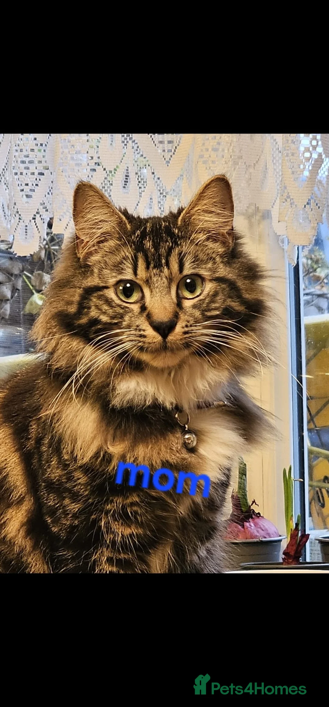 Mixed Breed cats for sale: Adorable kittens looking for new good home  - Advert 2