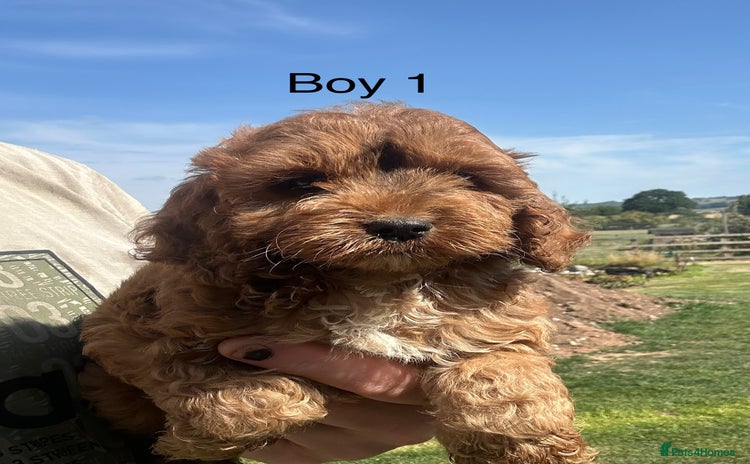 Cockapoo dogs - Advert 16