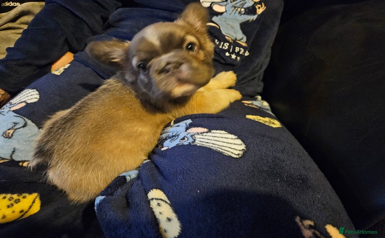 French Bulldog dogs KC French bulldogs READY FOR THEIR FOREVER HOME 💙 - Advert 15