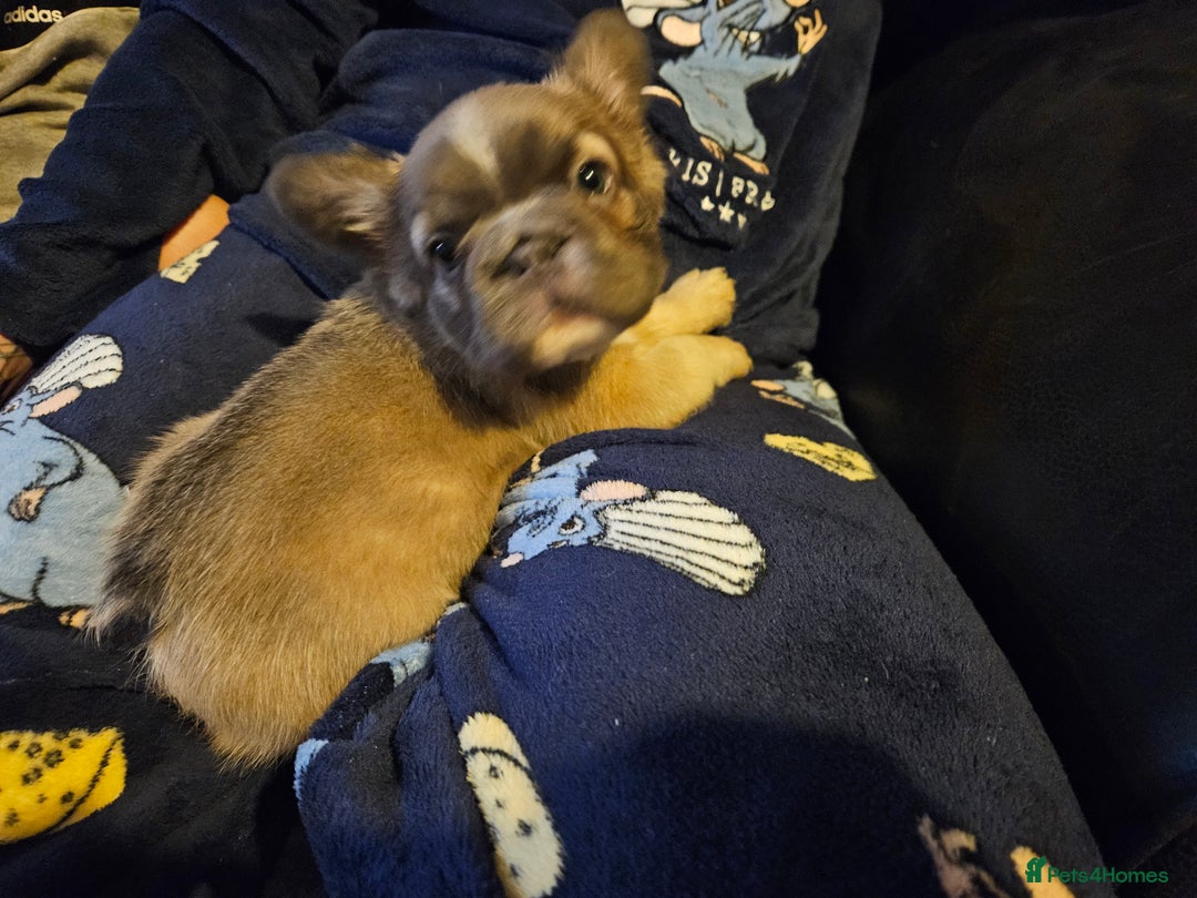 French Bulldog dogs for sale: KC French bulldogs READY FOR THEIR FOREVER HOME 💙 - Advert 1