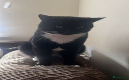 Mixed Breed cats for sale: 5 kittens ready to leave today  - Image 4
