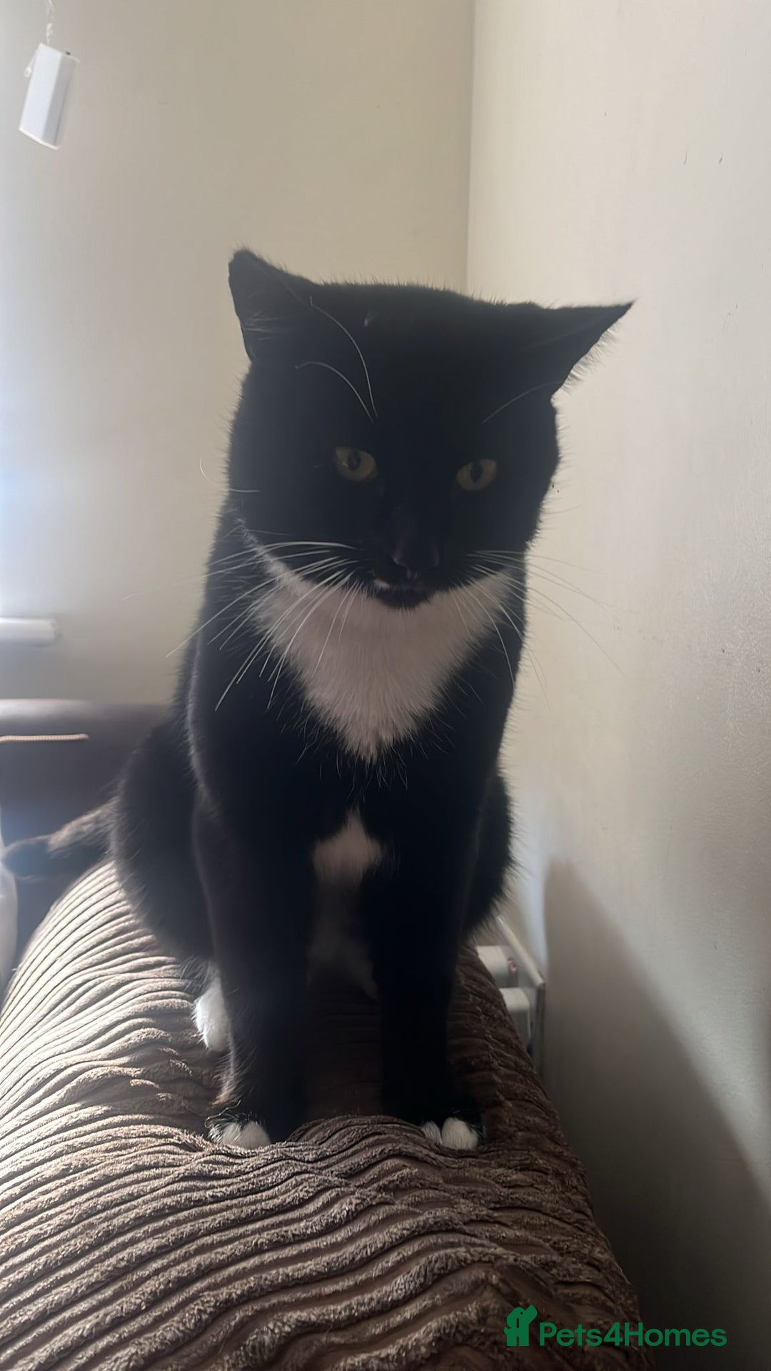 Mixed Breed cats for sale: 5 kittens ready to leave today  - Image 4