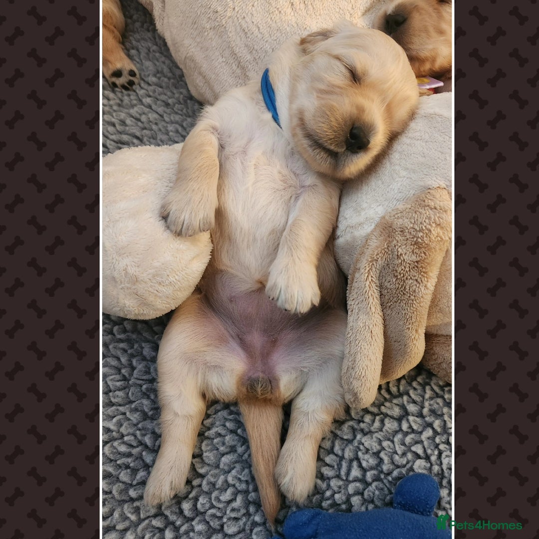 Golden Retriever dogs for sale: We have 5 boys and 3 girls Golden remaining 🐾 - Image 13