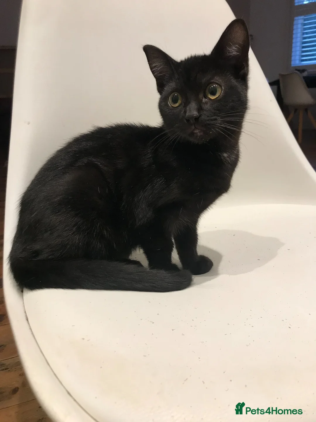 Mixed Breed cats for sale: 5 gorgeous Siamese/American long hair kitten - Advert 2