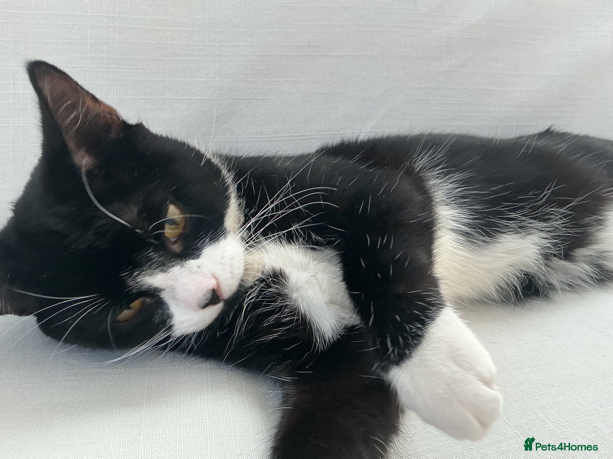 Domestic Shorthair cats Tuxedo boy cat  - Advert 4