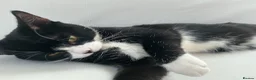 Domestic Shorthair cats for sale: Tuxedo boy cat  - Advert 1