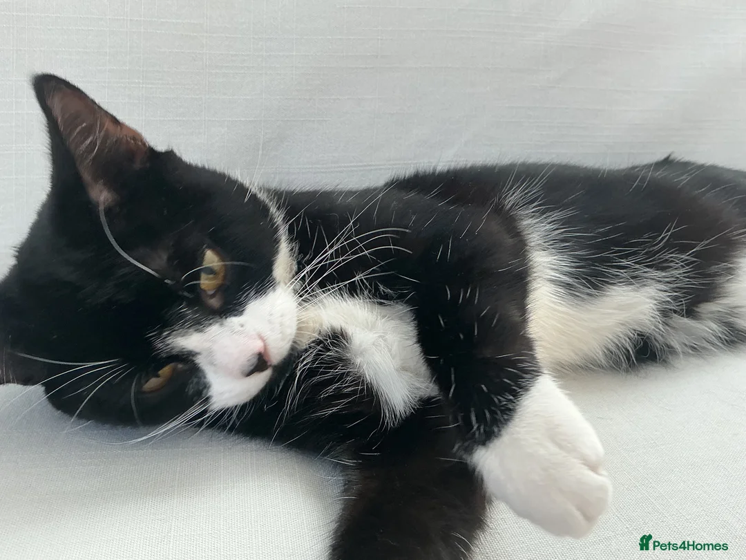 Domestic Shorthair cats for sale: Tuxedo boy cat  - Advert 1