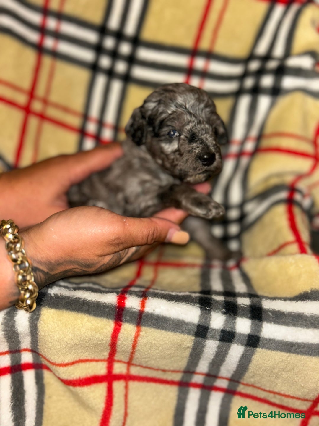 Mixed Breed dogs for sale: Fb1 bedipoo merl  - Image 5