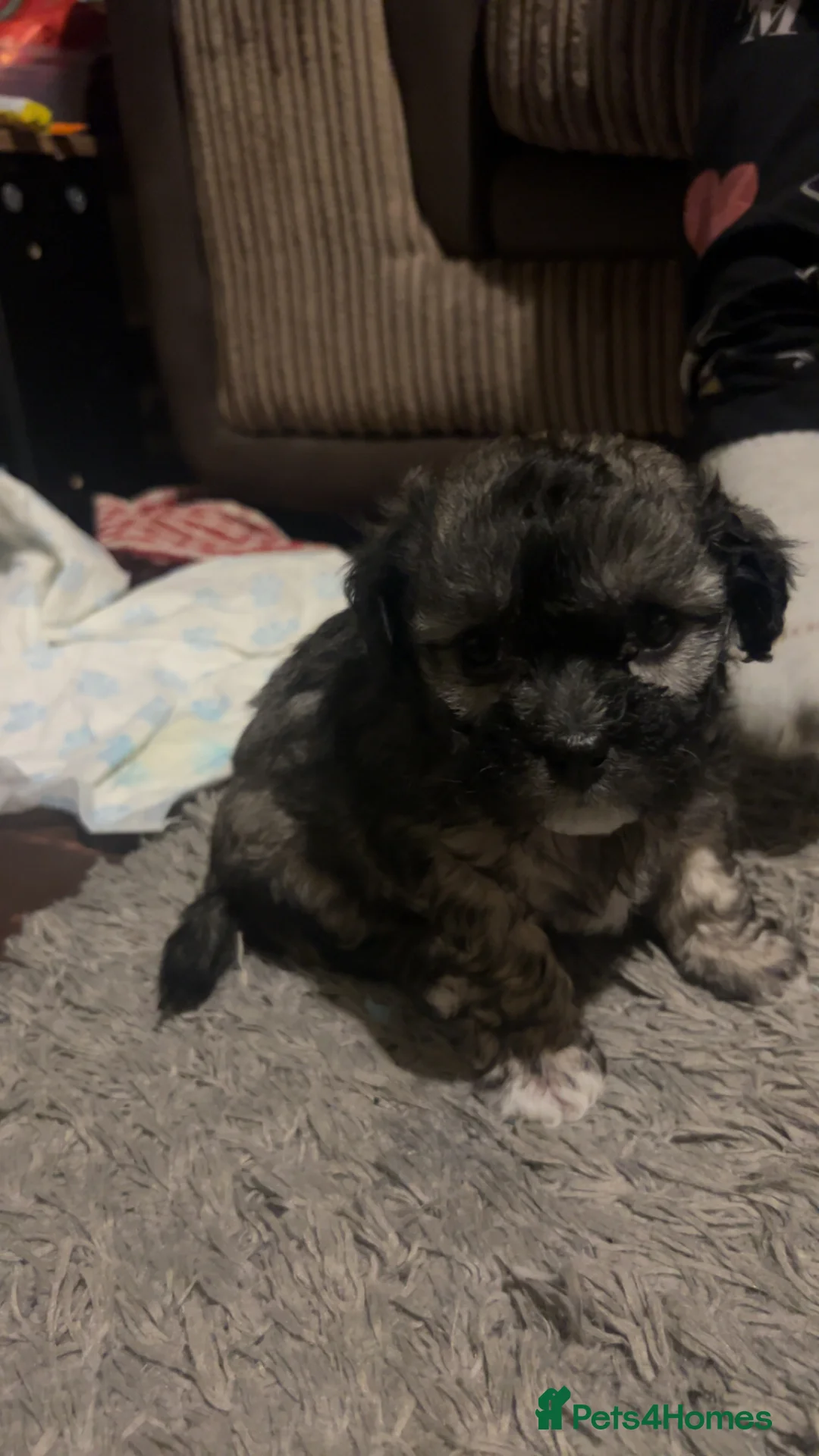Mixed Breed dogs for sale: Chinese Crested X Shih Tzu - Advert 21