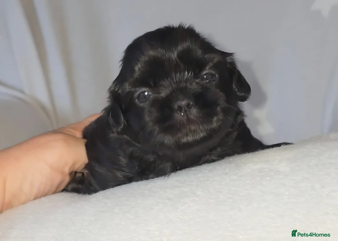 Shih Tzu dogs for sale: Beautiful Shih Tzu Puppies 5 girls 1 boy - Advert 1