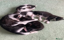 Domestic Shorthair cats for sale: 3 kittens for sale  - Image 10
