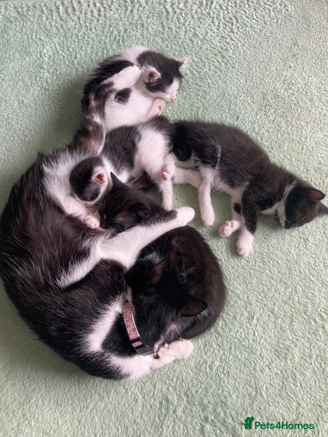 Domestic Shorthair cats for sale: 3 kittens for sale  - Image 10