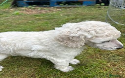 Standard Poodle dogs for sale: Standard poodle  - Image 22