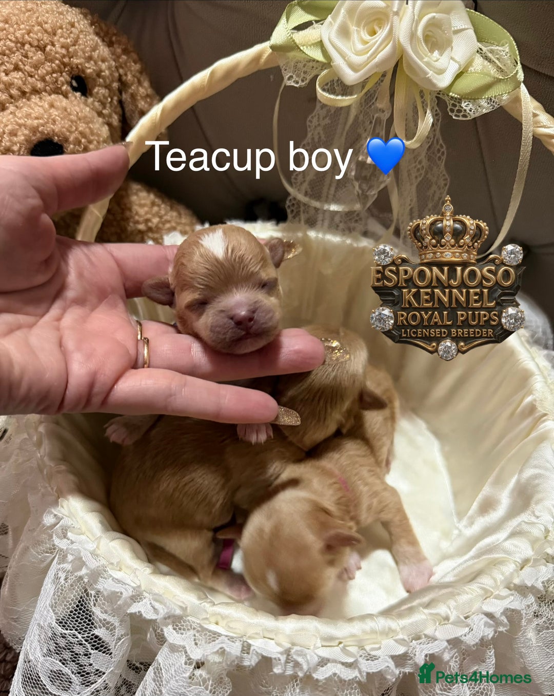 Maltipoo dogs for sale: 👑One in a Million Ultra Tiny F1 Asian Maltipoo👑 - Advert 11