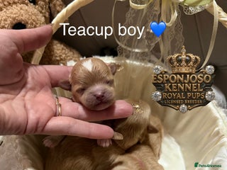 Maltipoo dogs 👑Ultra Tiny CH F1 Exclusive Asian Maltipoo Pups👑 - Advert 16