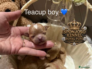 Maltipoo dogs 👑Ultra Tiny CH F1 Exclusive Asian Maltipoo Pups👑 - Advert 2