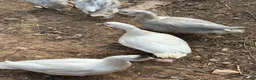 Ducks poultry for sale: Indian runner ducks,Emden geese,Muscovy,brown hens - Advert 8