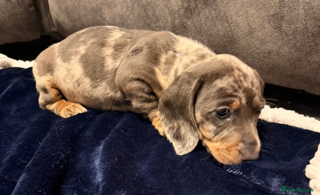 Miniature Dachshund dogs for sale: Miniature Dachshund Puppies - Advert 2