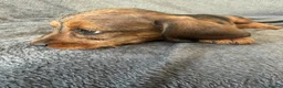 Miniature Dachshund dogs for sale: Beautiful wire miniature dachshund puppies 4 sale - Advert 20