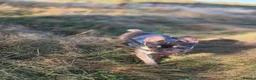 French Bulldog dogs for sale: 2 French bulldogs - Advert 4