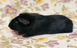 Guinea Pig rodents for sale: Beautiful mix of baby male Guineapigs  - Advert 17