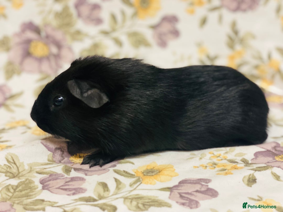 Guinea Pig rodents for sale: Beautiful mix of baby male Guineapigs  - Advert 17