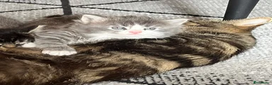 Norwegian Forest Cat 4