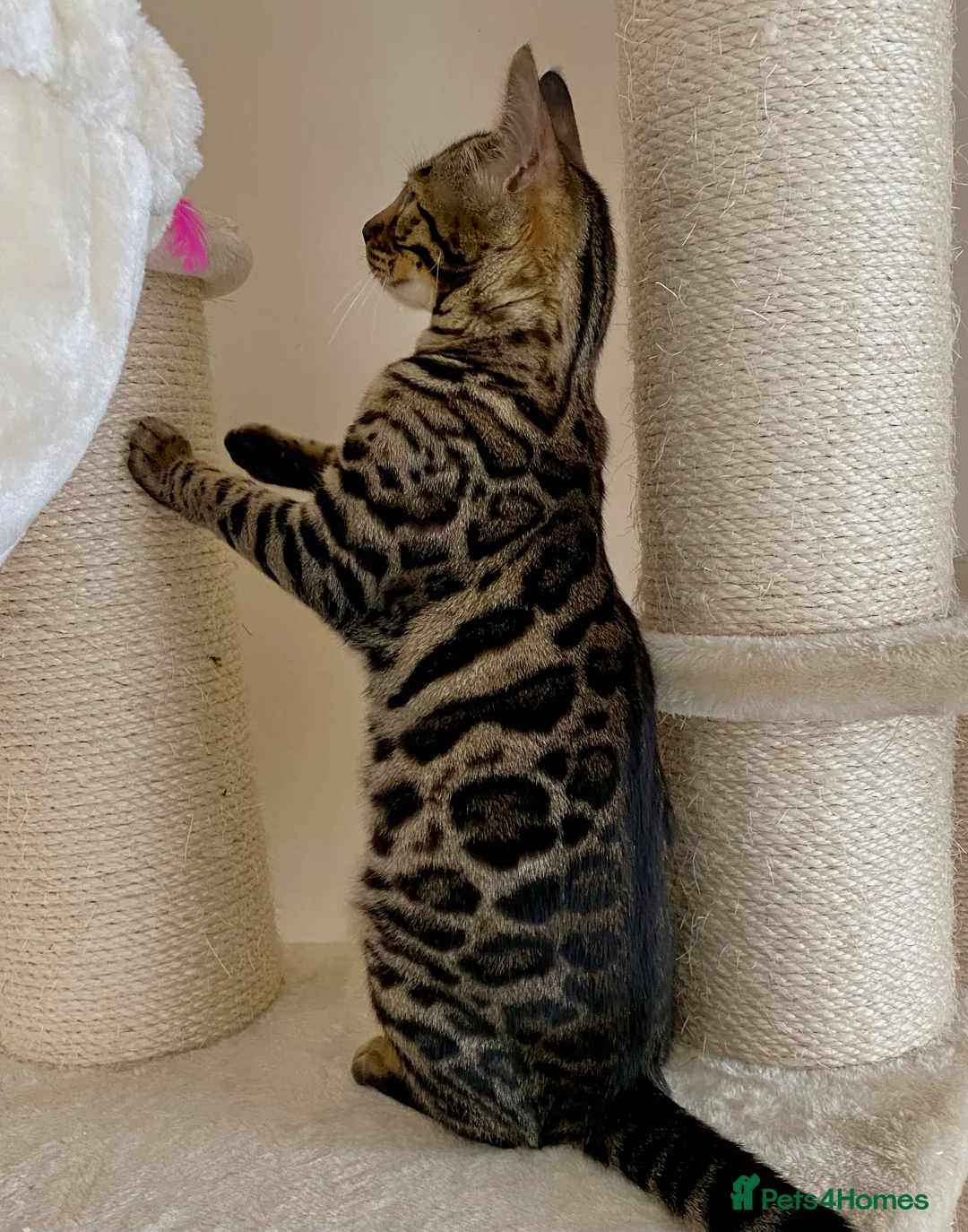 Bengal cats for sale: Special Bengal Queen Nala  in Andover - Advert 2