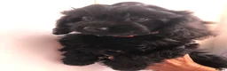 Cavapoo dogs for sale: ❗️REDUCED❗️ready to go 1 GIRL LEFT! black cavapoos - Advert 21