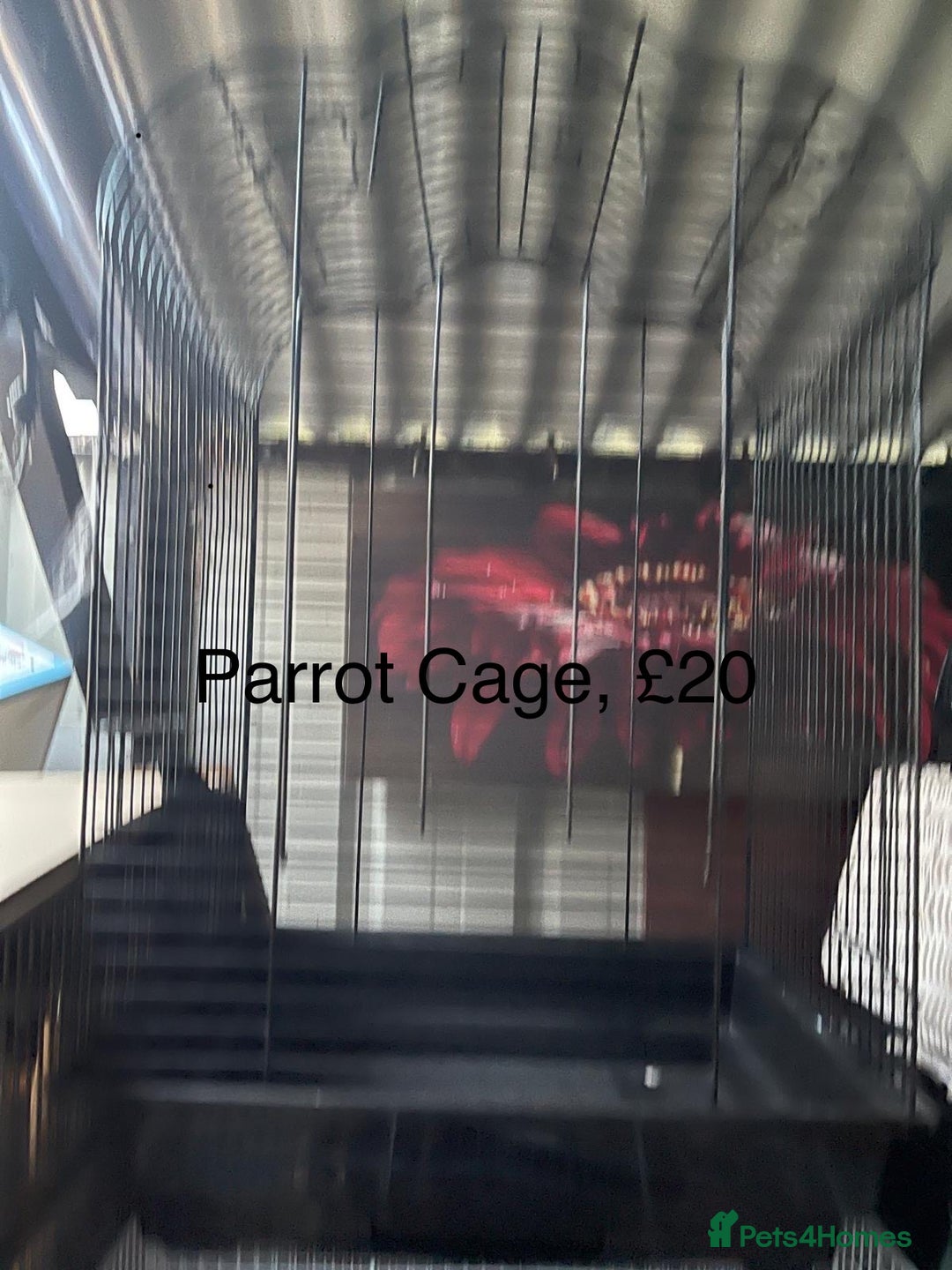 Budgerigars birds for sale: BABY BUDGIES FOR SALE  - Advert 11