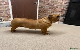 English Bulldog dogs for sale: Female English bulldog  - Image 2