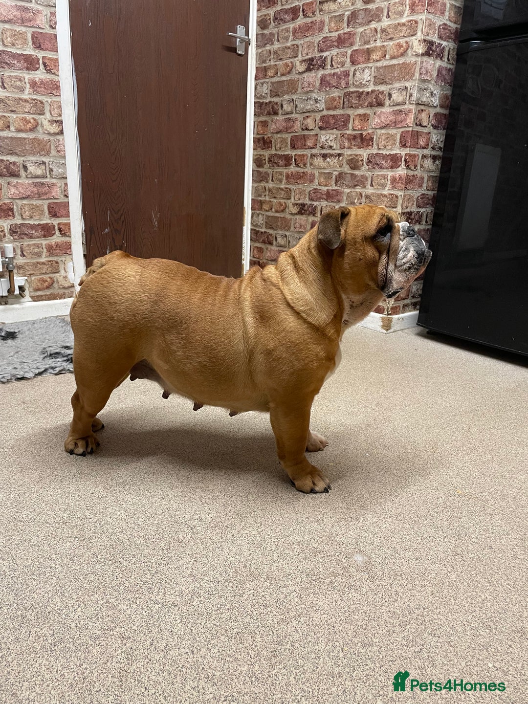 English Bulldog dogs for sale: Female English bulldog  - Image 2