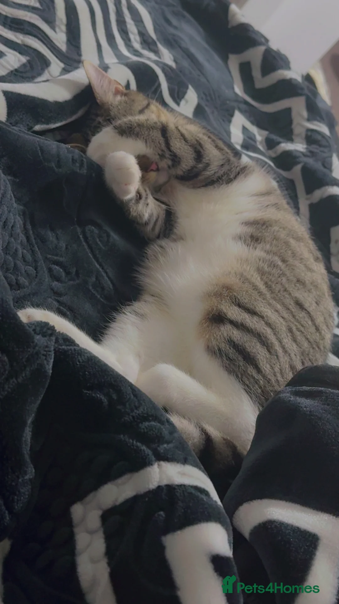British Longhair cats for sale: Pair of 11 months old Tabby and tuxedo in Birmingham - Advert 5