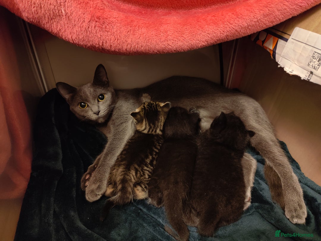 Mixed Breed cats for sale: 2 Beautiful Male Kittens, 1 Tabby and 1 Black - Advert 5