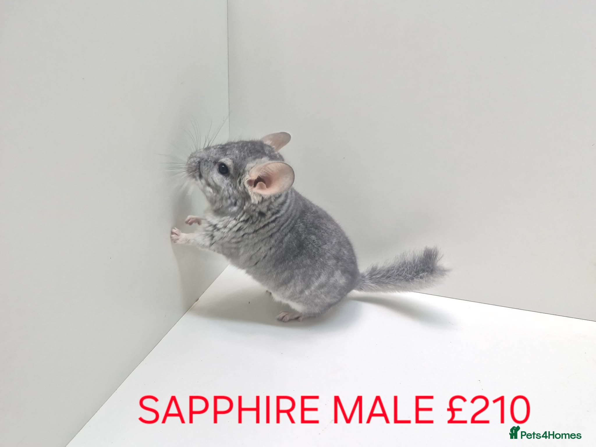 Chinchilla rodents STUNNING BABIES CHINCHILLA MIX COLOURS AND GENDER  - Advert 2