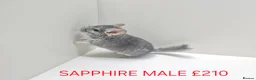 Chinchilla rodents for sale: STUNNING BABIES CHINCHILLA MIX COLOURS AND GENDER  in Sutton-in-Ashfield - Advert 3
