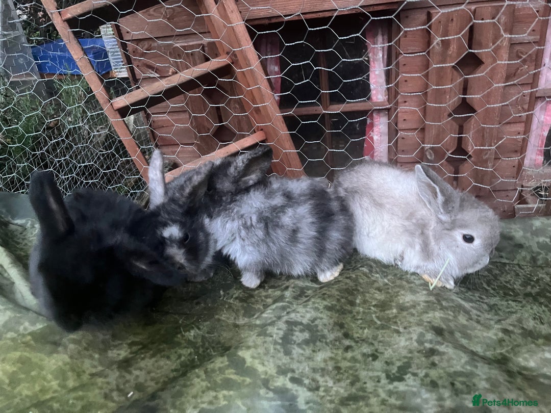 Mini Lop rabbits for sale:  Beautiful mini lop babies - Advert 7