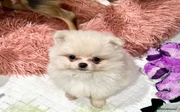 Pomchi dogs for sale: Tiny Pomchi - Image 7