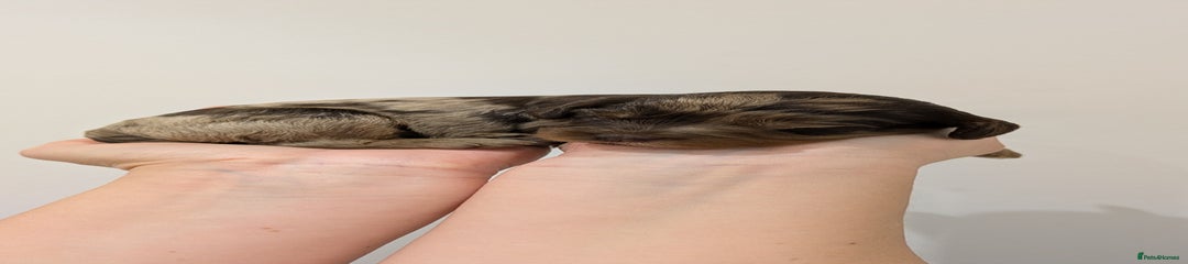 ❤️ Female - (Split face - Merle Tri)