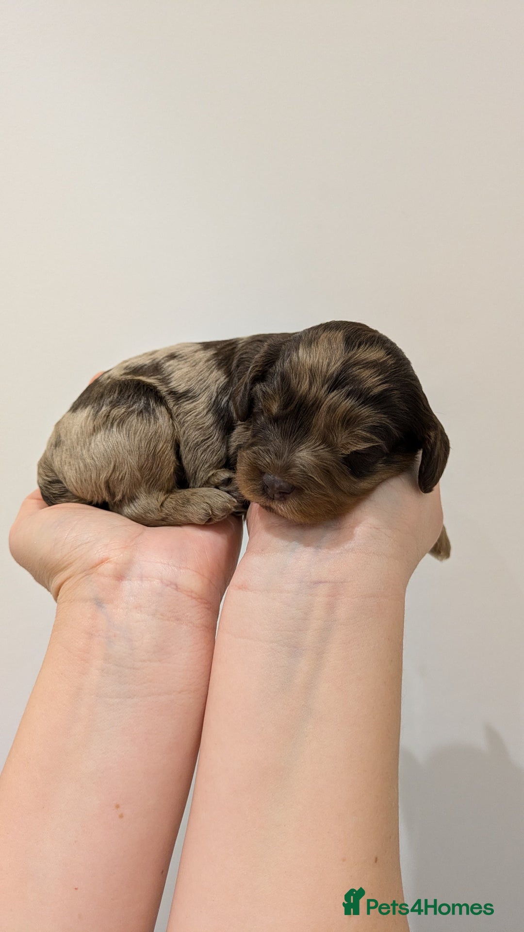 Cavapoo dogs for sale: F1 Cavapoos - Parents DNA Health Tested  - Advert 21