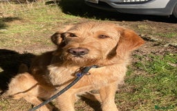 Labradoodle dogs for stud: Clyde-F1 Labradoodle  - Image 9