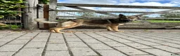 German Shepherd dogs for sale: ZEUS AND LUNA 2 GERMAN SHEPHERDS 8 MONTHS OLD  - Advert 6