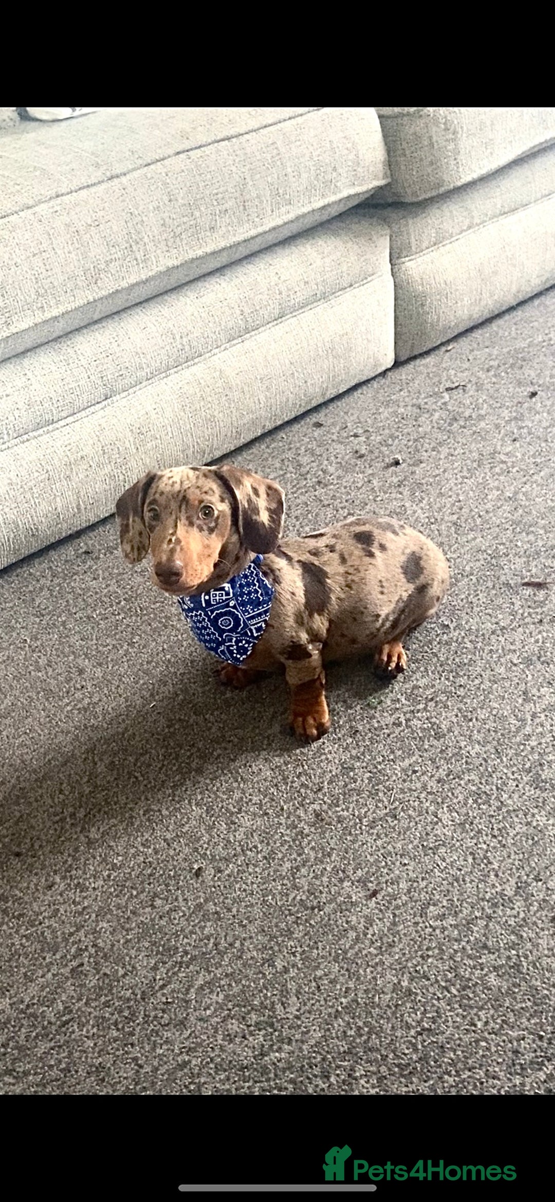 Miniature Dachshund dogs for stud: Mini dachshund stud in Leeds - Advert 4